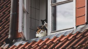Превью обои кошки, питомцы, животные, окно, наблюдение