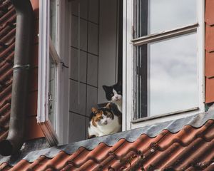 Превью обои кошки, питомцы, животные, окно, наблюдение