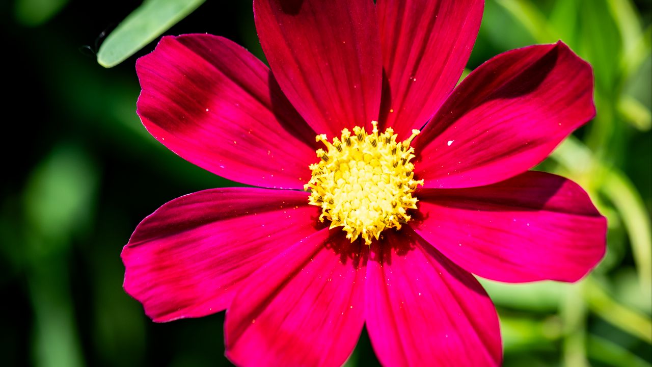 Обои космея, цветок, лепестки, розовый, макро, флора