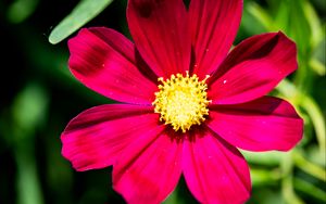 Превью обои космея, цветок, лепестки, розовый, макро, флора