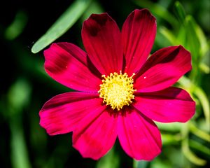 Превью обои космея, цветок, лепестки, розовый, макро, флора