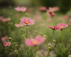 Превью обои космея, цветы, лепестки, розовый, размытие