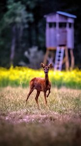 Превью обои косуля, дикое животное, дикая природа