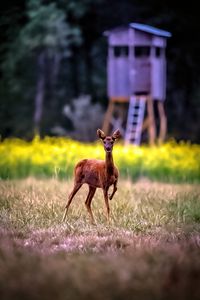 Превью обои косуля, дикое животное, дикая природа