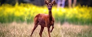 Превью обои косуля, дикое животное, дикая природа