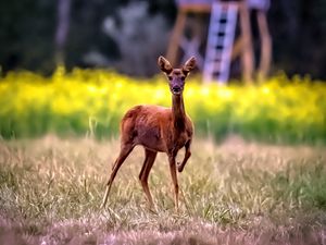 Превью обои косуля, дикое животное, дикая природа