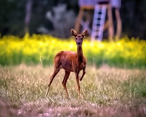 Превью обои косуля, дикое животное, дикая природа