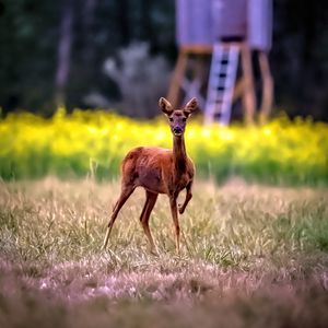 Превью обои косуля, дикое животное, дикая природа