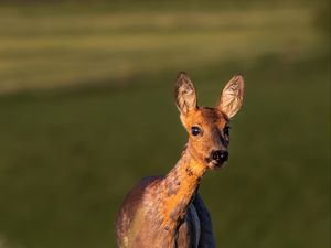 Превью обои косуля, дикое животное, дикая природа, животное, взгляд