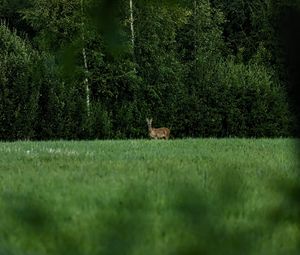 Превью обои косуля, дикое животное, дикая природа, трава