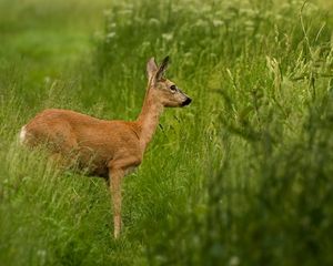 Превью обои косуля, трава, прогулка, стоять