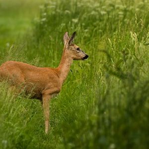 Превью обои косуля, трава, прогулка, стоять