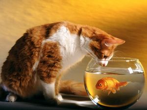 Превью обои кот, аквариум, рыба