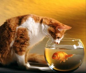 Превью обои кот, аквариум, рыба