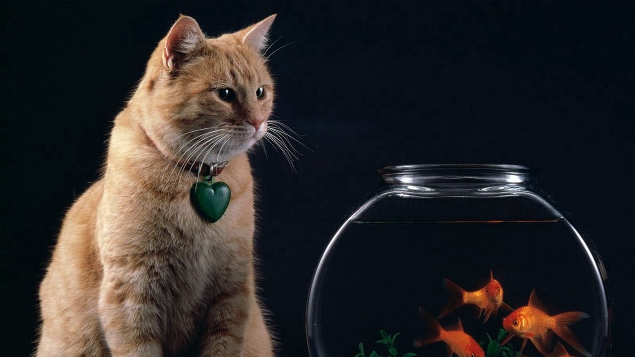 Обои кот, аквариум, рыба