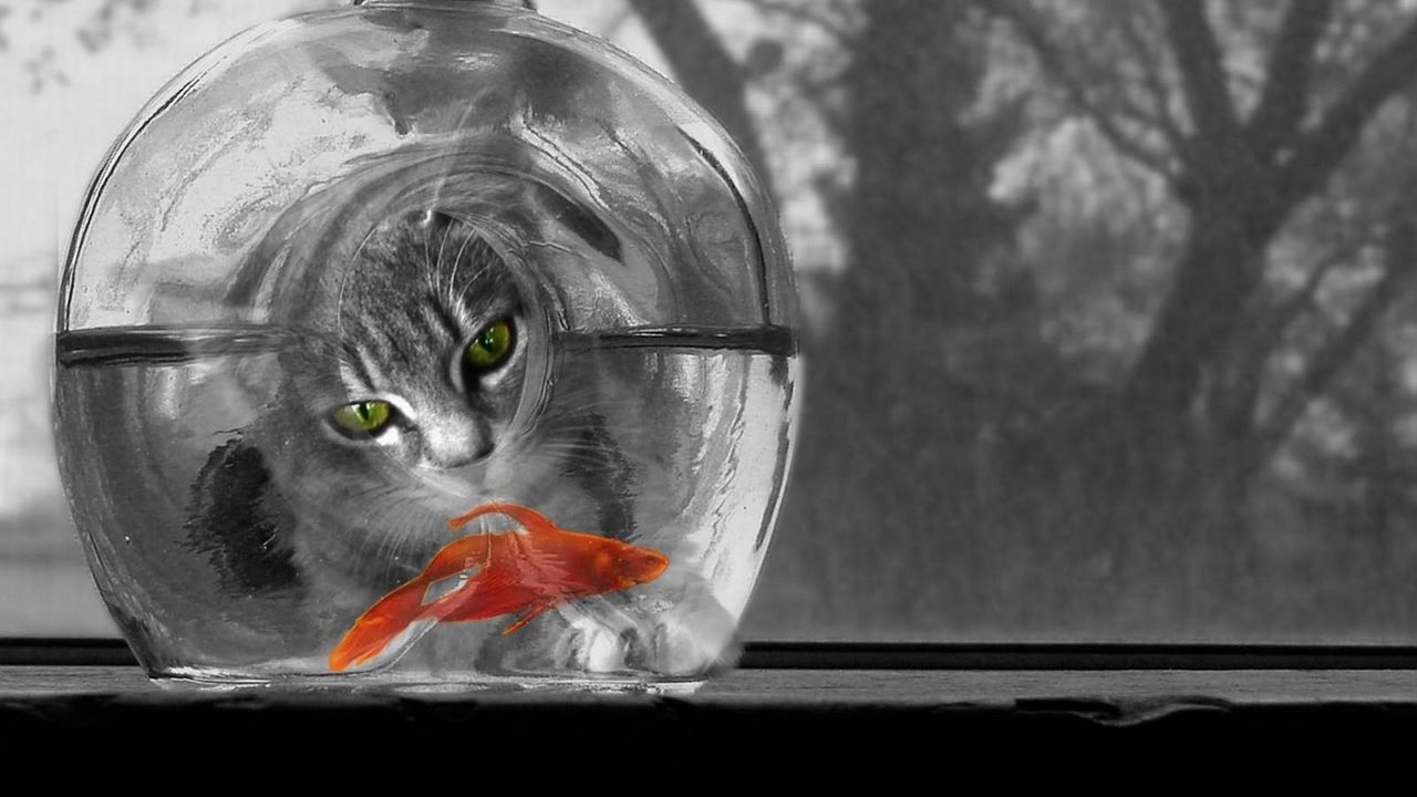 Обои кот, аквариум, рыбка