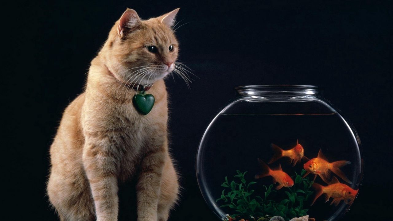 Обои кот, аквариум, рыбы, подвеска, сердце