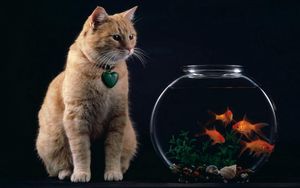 Превью обои кот, аквариум, рыбы, подвеска, сердце