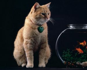Превью обои кот, аквариум, рыбы, подвеска, сердце