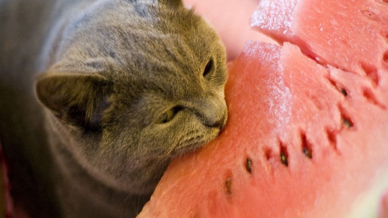 Обои кот, арбуз, еда, укус