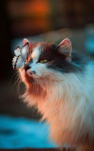 Превью обои кот, бабочка, нежность, пушистый