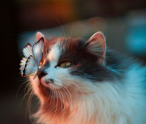 Превью обои кот, бабочка, нежность, пушистый