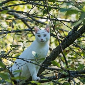 Превью обои кот, белый, дерево, ветки