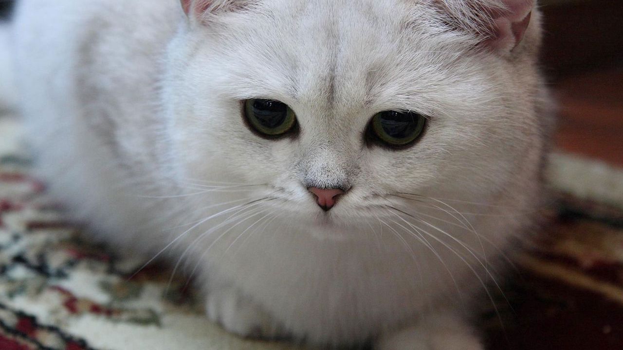 Обои кот, белый, глаза, грусть, светлый, милый