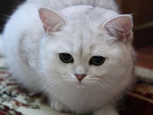 Превью обои кот, белый, глаза, грусть, светлый, милый