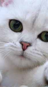 Превью обои кот, белый, глаза, морда, зеленый, милый