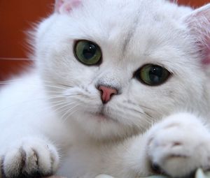 Превью обои кот, белый, глаза, морда, зеленый, милый