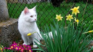 Превью обои кот, белый кот, цветы, сидеть, трава, клумба