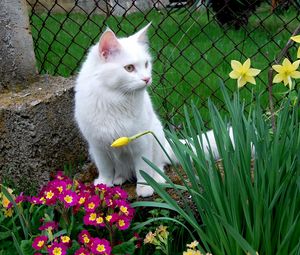 Превью обои кот, белый кот, цветы, сидеть, трава, клумба