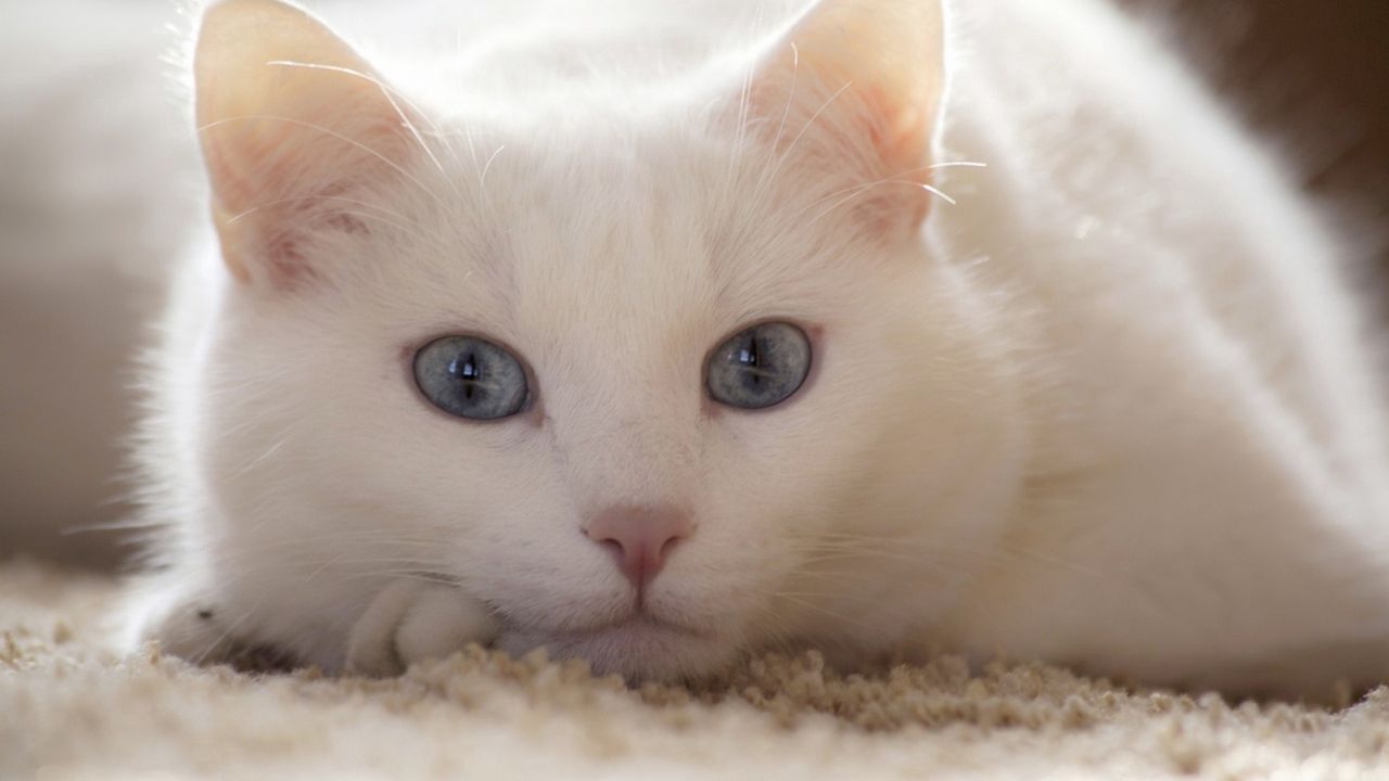 Обои кот, белый, лежать, светлый