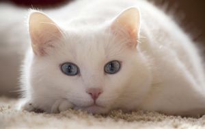 Превью обои кот, белый, лежать, светлый