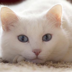 Превью обои кот, белый, лежать, светлый