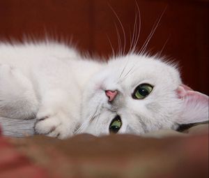 Превью обои кот, белый, морда, лежать, забавный