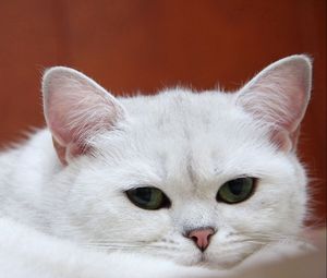 Превью обои кот, белый, морда, спать, сон, очаровательный