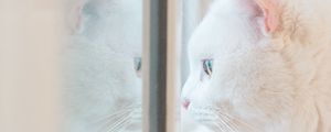 Превью обои кот, белый, окно, взгляд, отражение