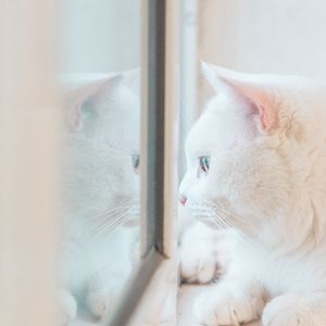 Превью обои кот, белый, окно, взгляд, отражение