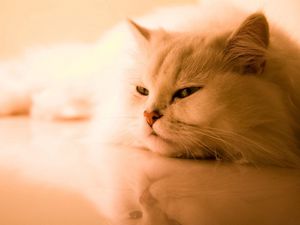 Превью обои кот, белый, пушистый, персидский, сон