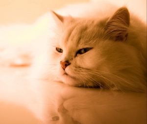 Превью обои кот, белый, пушистый, персидский, сон