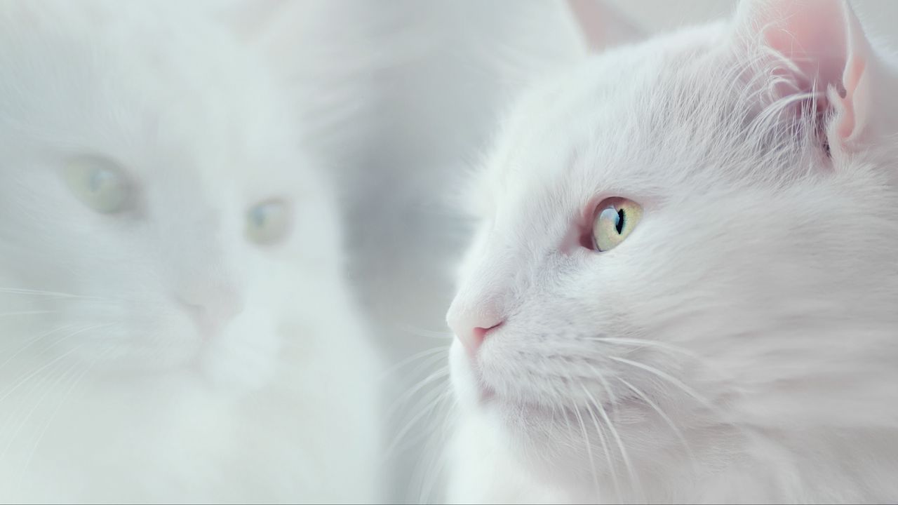 Обои кот, белый, пушистый, питомец