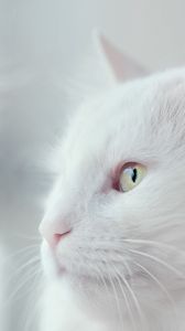 Превью обои кот, белый, пушистый, питомец