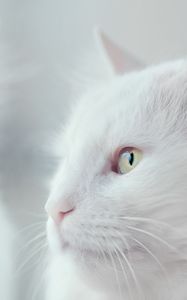 Превью обои кот, белый, пушистый, питомец