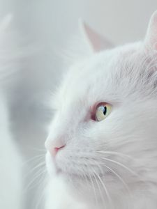 Превью обои кот, белый, пушистый, питомец