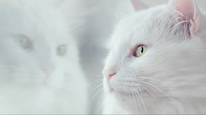 Превью обои кот, белый, пушистый, питомец