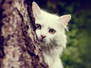 Превью обои кот, белый, пушистый, выглядывать, дерево