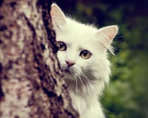 Превью обои кот, белый, пушистый, выглядывать, дерево