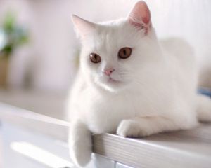 Превью обои кот, белый, сидеть, котенок